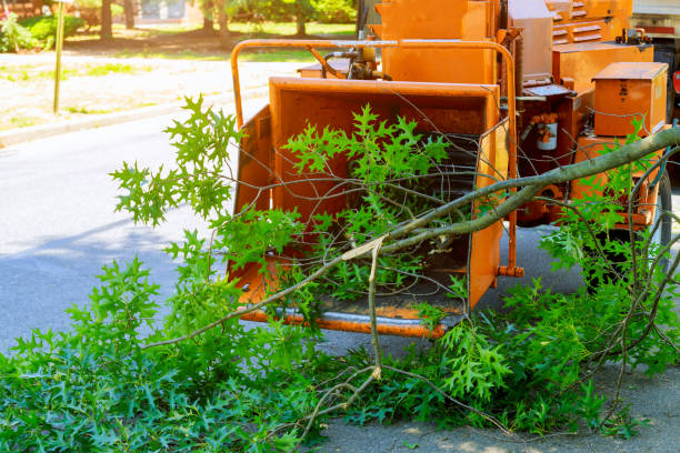 Best Tree Cabling and Bracing  in Blue Island, IL