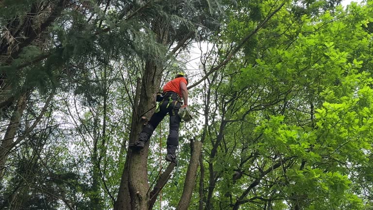 Best Root Management and Removal  in Blue Island, IL