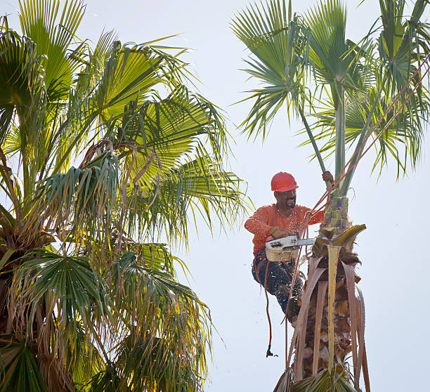 Best Tree Disease Treatment  in Blue Island, IL